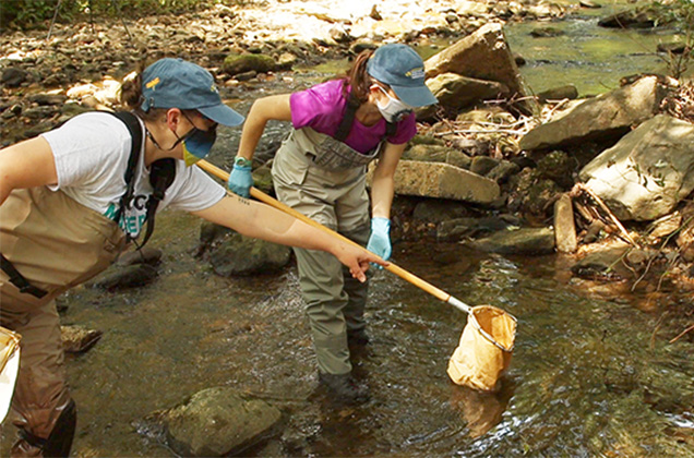 Scientists collecting specimens in a river with a net.